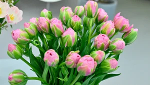 Bukiet różowych tulipanów odmiany Strawberry Cream, tło utrzymane w jasnych, neutralnych barwach.