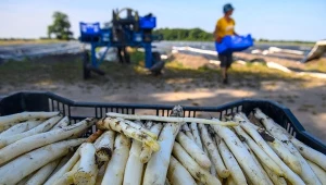 Holenderscy rolnicy zdruzgotani. Polacy nie chcą już zbierać szparagów