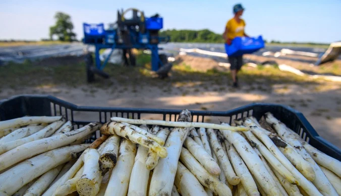 Przy zbiorach szparagów w Niemczech pracują m.in. Polacy. Zdjęcie ilustracyjne