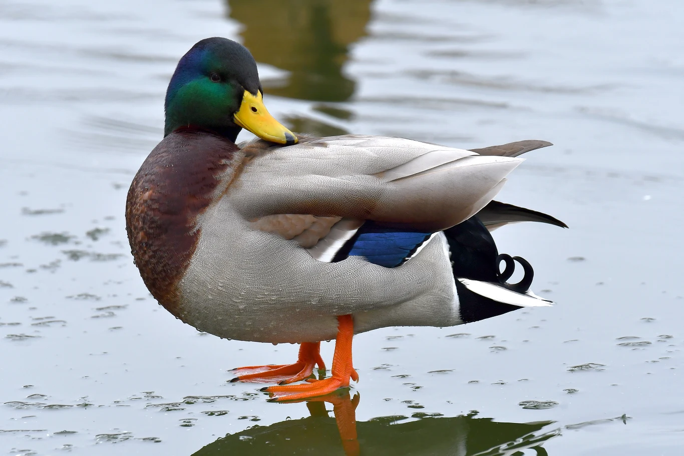 Samiec krzyżówki kaczor o kolorowym upierzeniu, z zieloną głową, żółtym dziobem i pomarańczowymi nogami, stoi na płytkiej wodzie