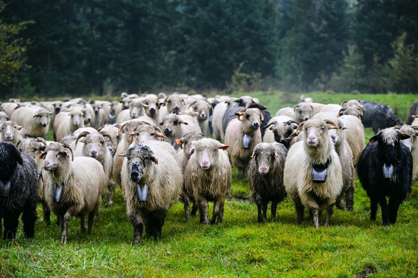 Hodowcy mogą liczyć na dopłaty stado owiec z dzwonkami na szyjach stojących na zielonej trawie, w tle gęsty las iglasty