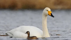 Są głośne, agresywne i coraz częściej zasiedlają stawy