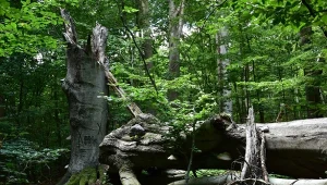 Rezerwat przyrody Zabytów fot. Regionalna Dyrekcja Ochrony Środowiska w Lublinie