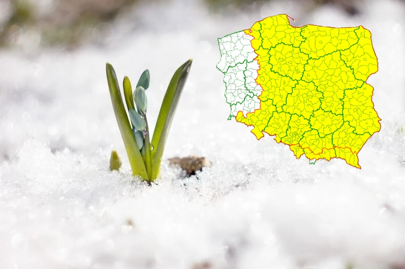 Minus 10 st. i wiatr. IMGW ostrzega 15 regionów przed silnym ochłodzeniem Kwiat wystający ze śniegu, w rogu mapa Polski z oznaczeniem ostrzeżeń IMGW przed ochłodzeniem.