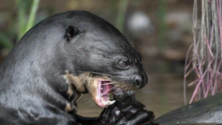 W ciągu ostatnich 25 lat populacja wydr olbrzymich zmniejszyła się o 50 proc.