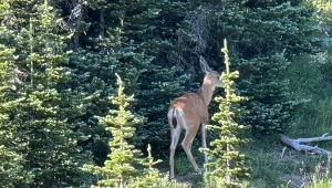 Przeszkadzały mu zwierzęta w lesie, dlatego zakładał wnyki. To bulwersujące tłumaczenie zatrzymanego kłusownika 