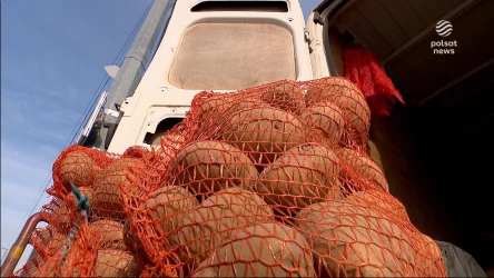 "Wydarzenia": Ziemniaczany problem