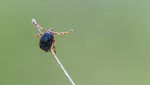 Nowy gatunek kleszcza w Polsce. Podbiega do ofiary