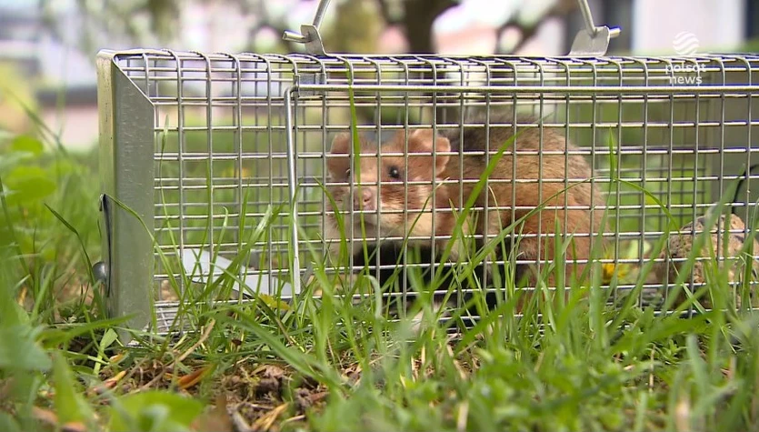 "Wydarzenia": Deweloperzy z Lublina kontra chomiki