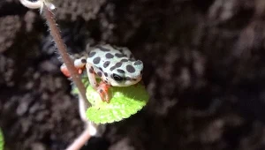 Nowi mieszkańcy Laboratorium Drzewołazów przybyli do Poznania