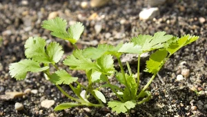 Dodaj do ziemi i siej kolendrę. Po 4 tygodniach będzie można już zbierać