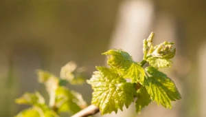 Pilnuj terminu cięcia. Wykonasz za późno, winogron będzie jak na lekarstwo