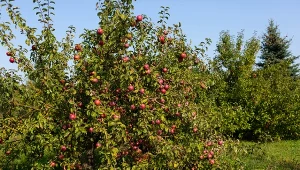 Zapomnij o drabinie. Sposób cięcia sprawi, że jabłka same wpadną ci do rąk