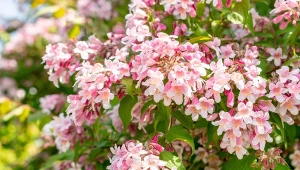 Od maja wygląda jak różowa chmura. Wystarczy dobrze przyciąć