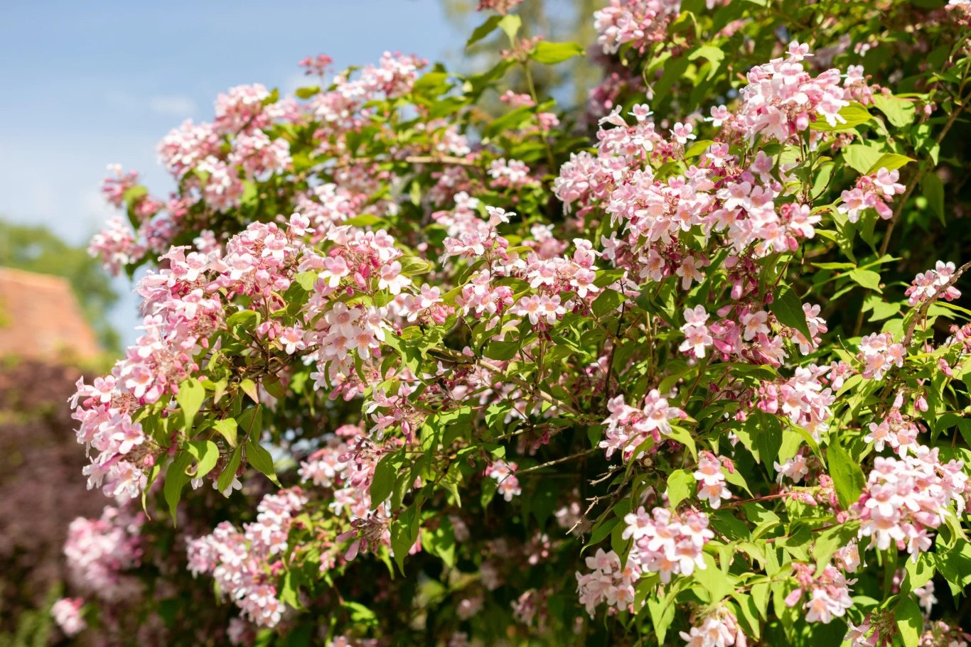 gęste gałęzie obsypane licznymi drobnymi różowymi kwiatami z zielonymi liśćmi, oświetlone promieniami słońca na tle niebieskiego nieba