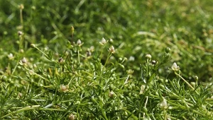Doskonale zastępuje trawnik. Kwitnie, nie wymaga nawożenia i koszenia
