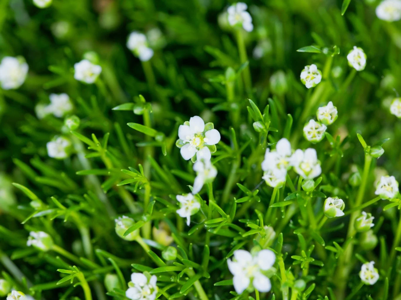 Delikatne, białe kwiatki o drobnych płatkach wyrastają gęsto spośród zielonych, cienkich liści, tworząc zwarty, soczysty kobierzec roślinności.