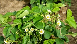 W kwietniu podlej truskawki. Latem obsypią się słodziutkimi owocami