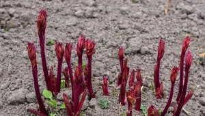 Sekret gigantycznych piwonii. Ogranicz jeden składnik w nawożeniu