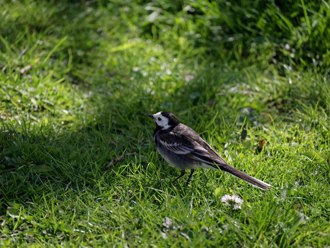 Pliszka siwa uwielbia żerować na powierzchni trawnika. Pliszka siwa o czarno-białym upierzeniu żeruje na zielonej trawie, otoczona światłem słonecznym.