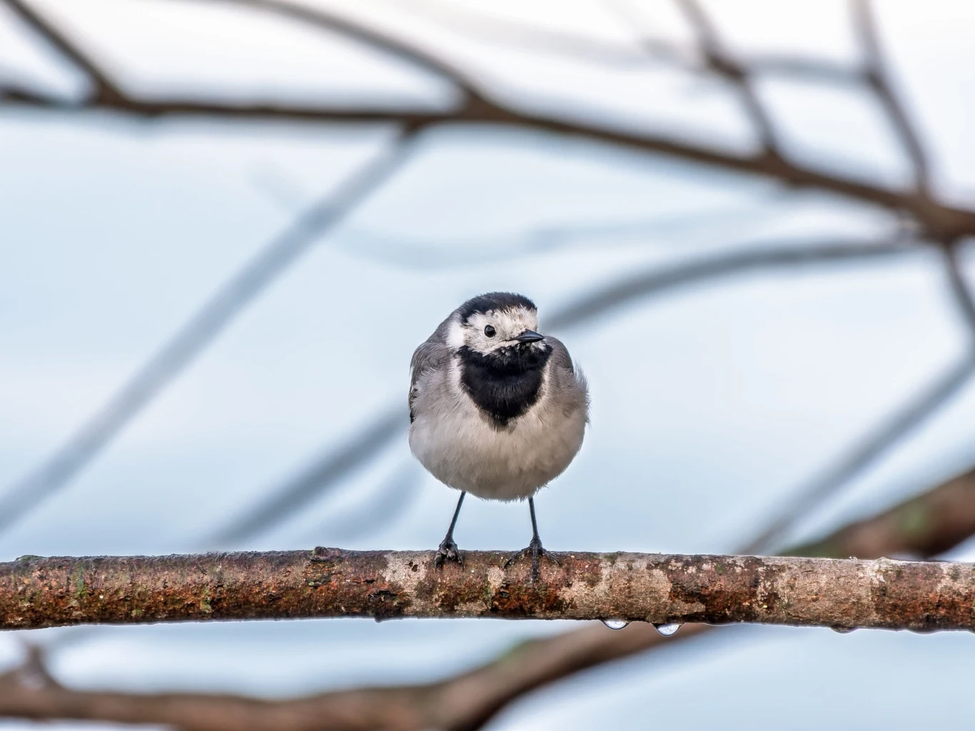 Im bardziej naturalny jest ogród, tym staje się atrakcyjniejszy dla pliszki. mały ptak z białym brzuchem i czarnym podgardlem siedzi na gałęzi, w tle rozmyte konary drzew