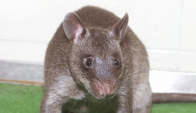 Wielkoszczur gambijski w berlińskim zoo. Te ogromne gryzonie świetnie wyszukują miny