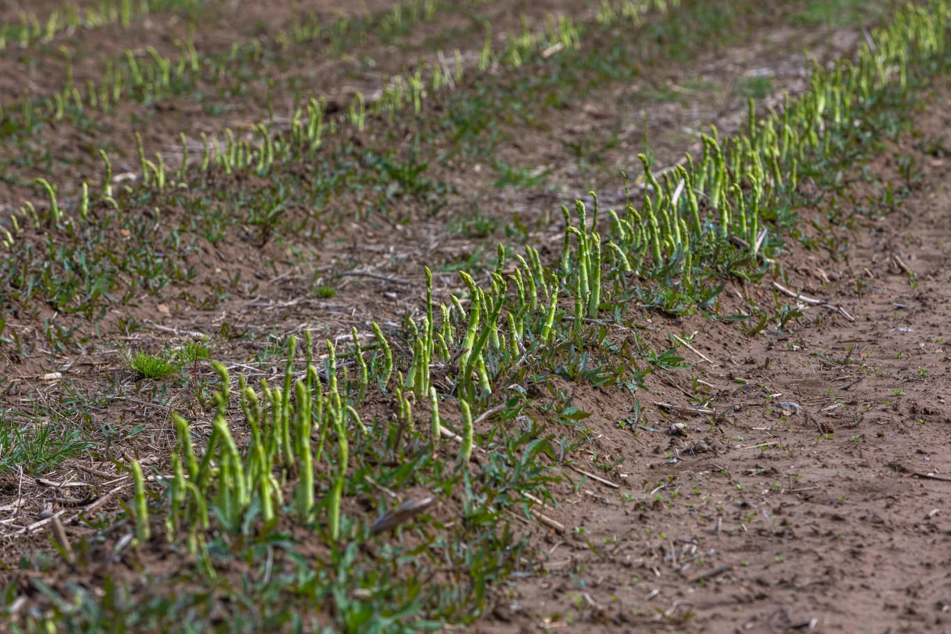 rządki młodych, świeżo wykiełkowanych roślin wyrastających z ziemi na polu uprawnym, widoczne zielone pędy kontrastujące z brązową, wilgotną glebą