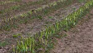Najlepszy sposób na sadzenie szparagów. Będą jędrne i smaczne