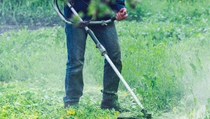 Ostrzeżenie dla miłośników ogrodów. Pilne wycofanie ze sprzedaży