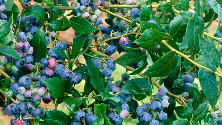 Zadbaj o sąsiedztwo dla borówki amerykańskiej. Będzie wolna od mszyc. 