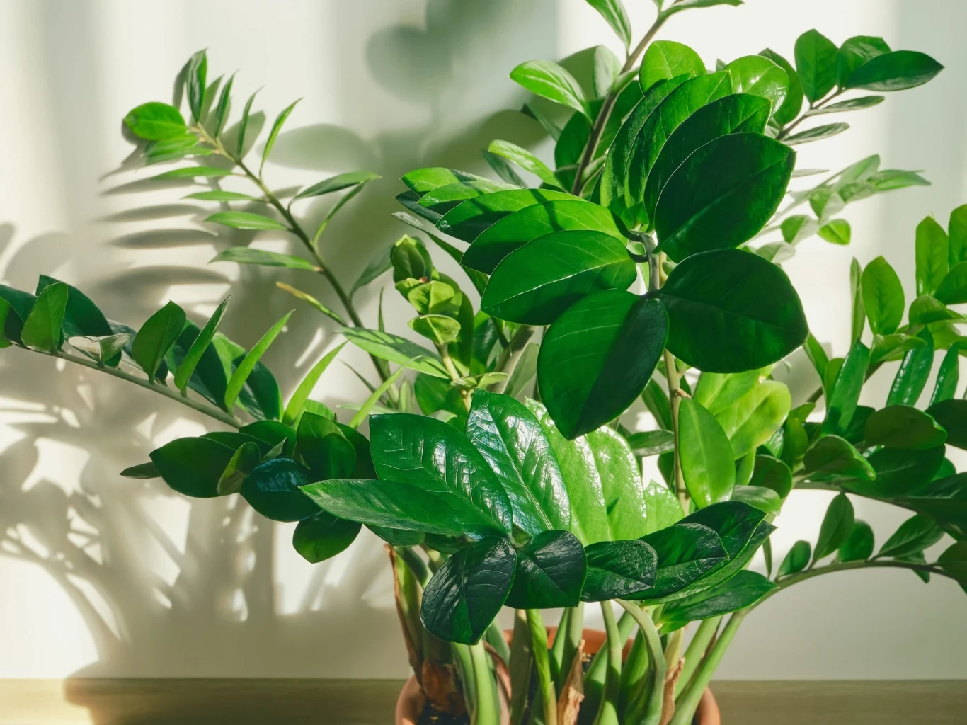 Sprawdź, czym nawozić zamiokulkasa, by bujnie rósł. Zamiokulkas o błyszczących liściach, oświetlony słońcem, rzuca cień na jasną ścianę