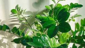 4 łyżki i woda. Nowe liście zamiokulkasa wyskoczą z doniczki