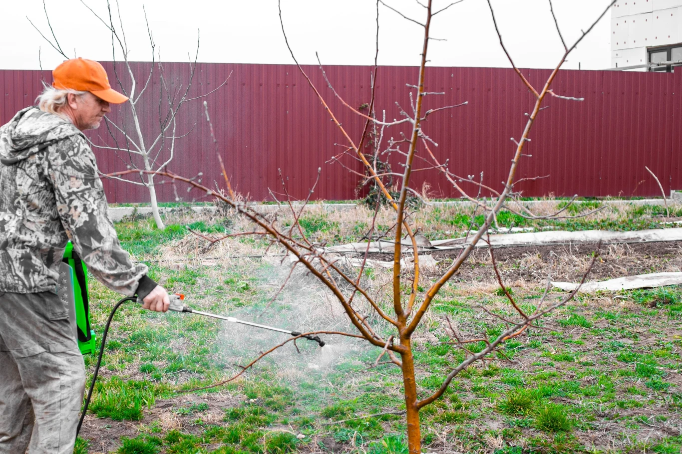 Opryskami olejowymi pokrywamy całą powierzchnię drzewa. osoba w jasnej kurtce i pomarańczowej czapce opryskuje młode drzewko w ogrodzie, używając opryskiwacza ciśnieniowego; w tle widoczny czerwony płot i niewielkie rabaty