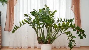 Zamiokulkas może zakwitnąć. Wystarczy, że zrobisz to