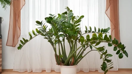 Zamiokulkas to popularna roślina doniczkowa, mało kto wie jednak, że może zakwitnąć