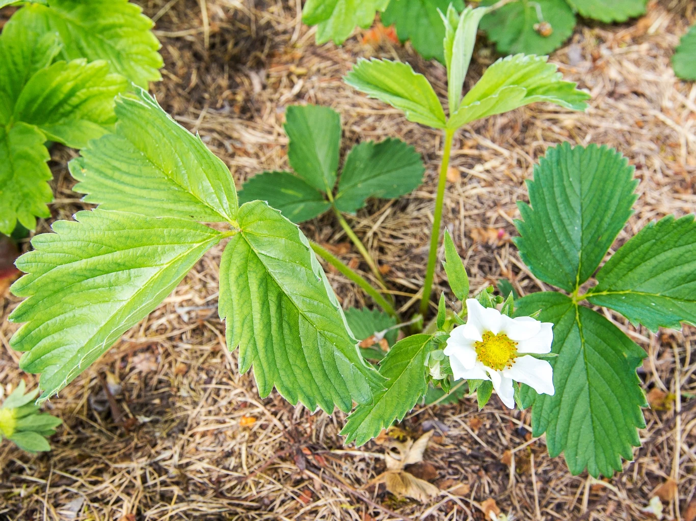 Kwitnący młody krzaczek truskawki z pojedynczym białym kwiatem, otoczony ściółką ze słomy.