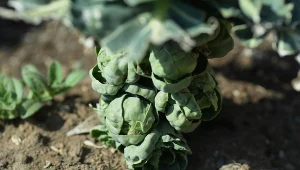 Zapomniane warzywo przeżywa drugą młodość. Uprawa jest banalna