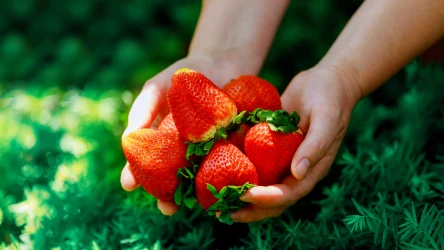 Truskawki będą duże, soczyste i słodkie, jeśli tylko odżywimy je wiosną przy pomocy specjalnej mieszanki. Sprawdź, jak przygotować domowy nawóz do truskawek.