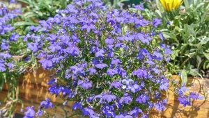 Kwitnie obficie niemal przez cały sezon. Ta roślina to marzenie ogrodników