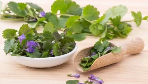 Bluszczyk kurdybanek to roślina o działaniu prozdrowotnym, która pojawia się już w kwietniu 