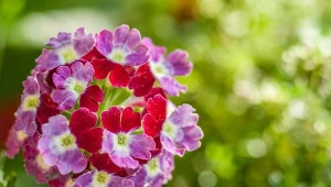 Zrób to z werbeną na balkonie. Efekt? Lawina kwiatów przez całe lato