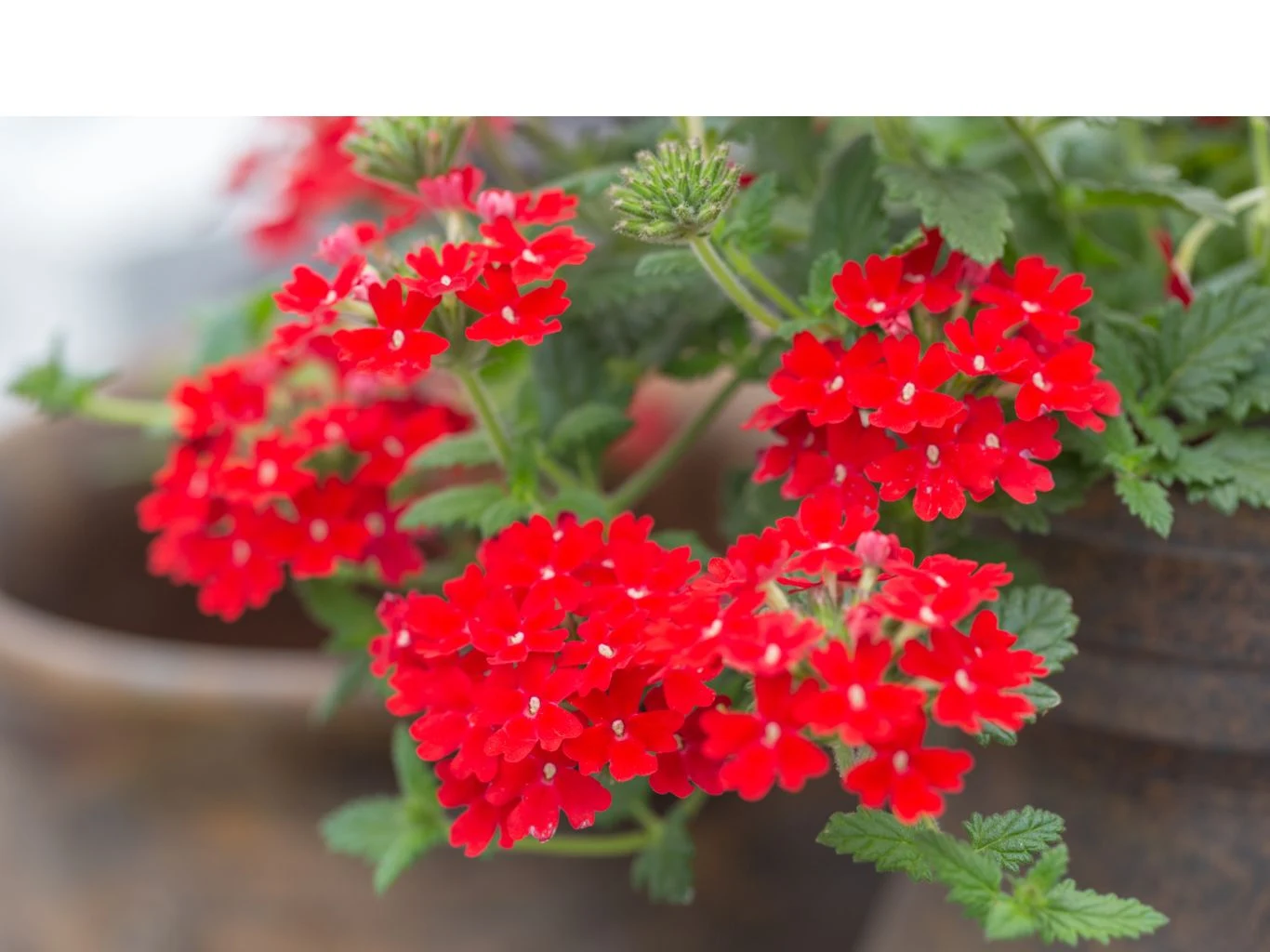Jaskrawo czerwone kwiaty werbeny z drobnymi, gęsto ułożonymi płatkami i zielonymi liśćmi na tle rozmytych doniczek w ogrodzie.