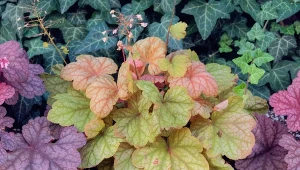 Żurawka potrafi zachować swój piękny kolor przez cały rok.