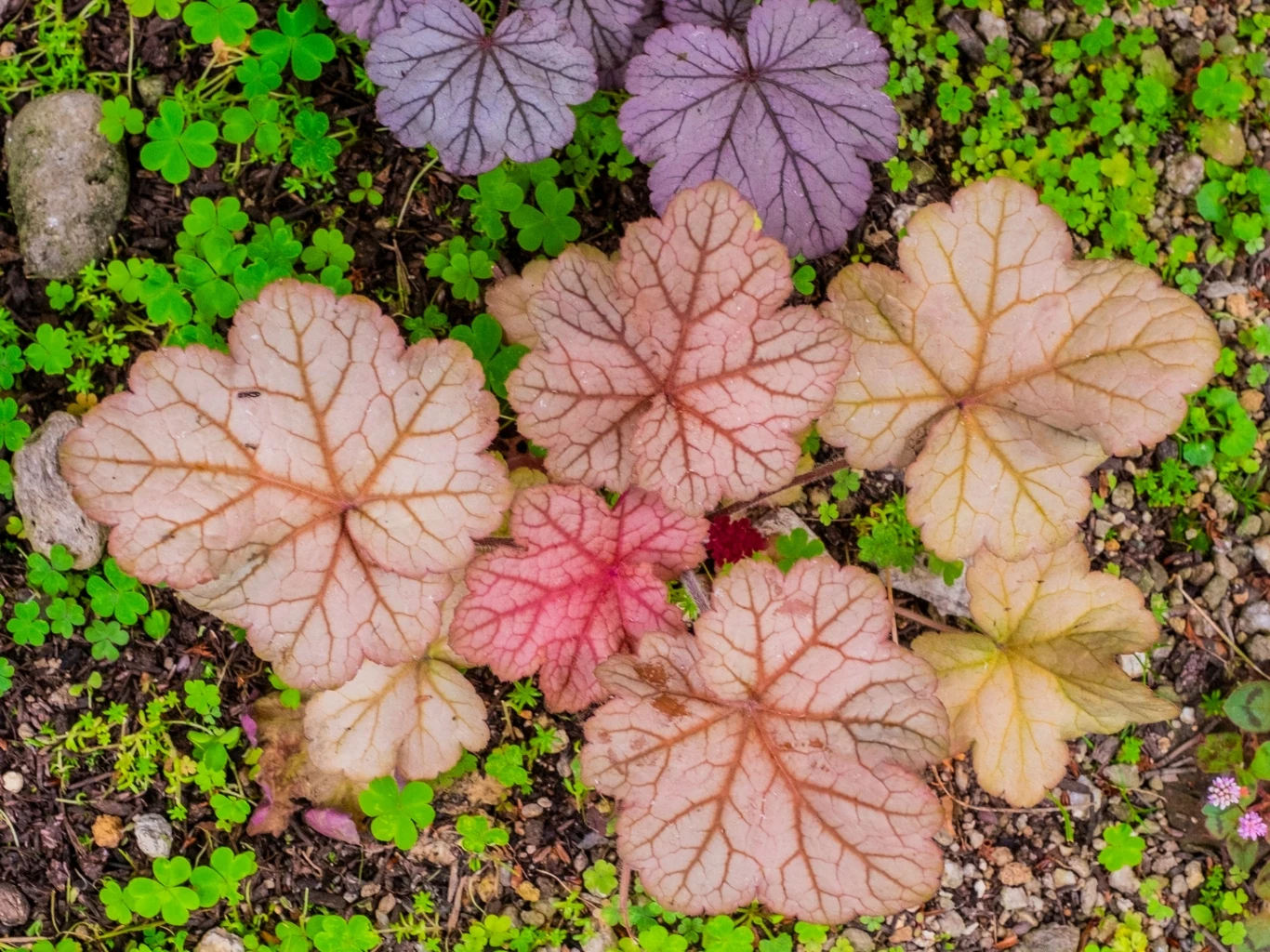 kolorowe liście żurawki w odcieniach różu, fioletu i żółci rozłożone na tle wilgotnej gleby pokrytej drobnymi zielonymi roślinami