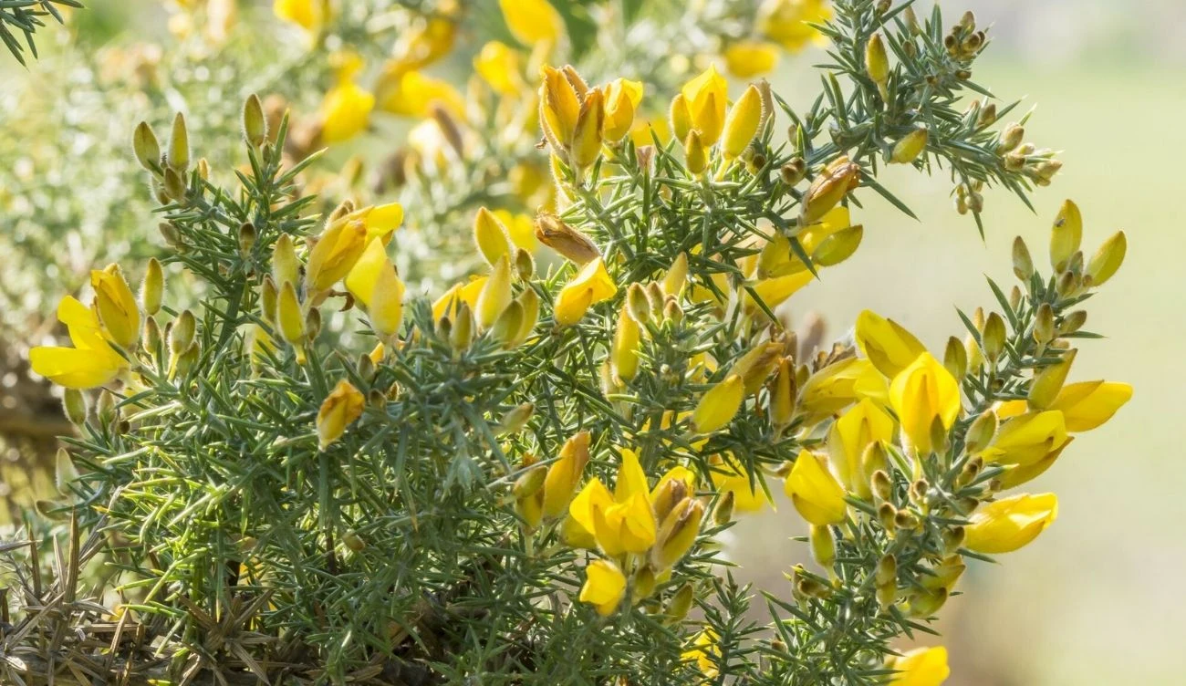 Liście kolcolistu zachodniego przekształcają się w kolce o długości do 3 cm. Gałązki kolcolistu zachodniego z drobnymi kolcami i żółtymi kwiatami wśród zielonych liści.