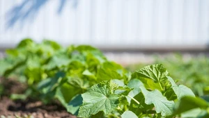 Syp na grządkę w kwietniu. Ogórki urosną jak grzyby po deszczu