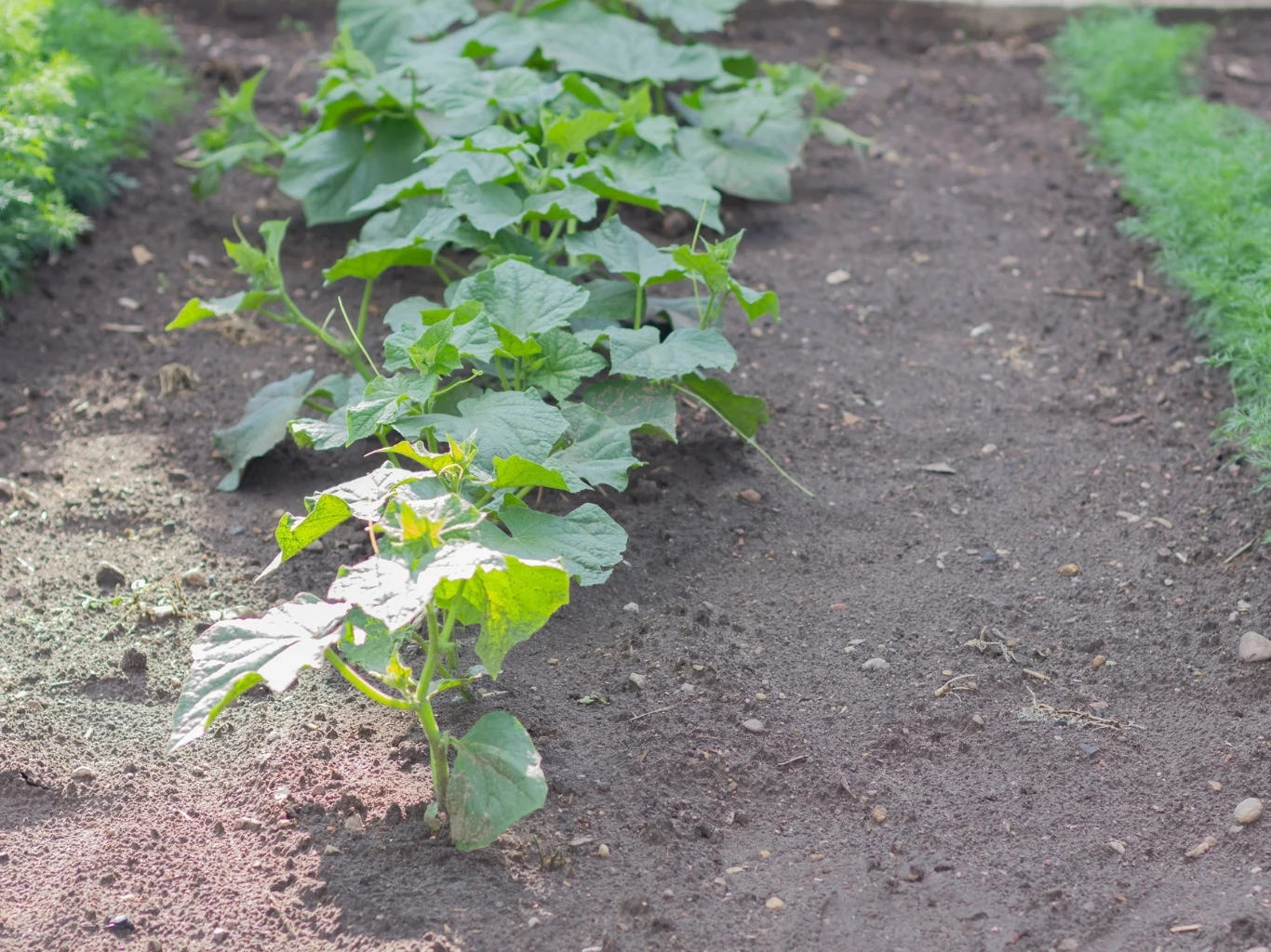 Jak przygotować glebę pod ogórki? Rządki młodych ogórków rosnących na starannie uprawionym, wilgotnym gruncie na ogródku warzywnym, z widocznymi zielonymi liśćmi i wyraźnym podziałem grządek.