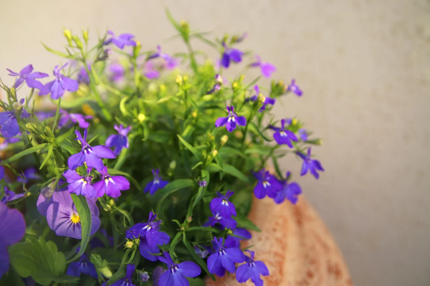 Labelia fioletowe lobelie z drobnymi zielonymi liśćmi umieszczone w jasnej doniczce, oświetlone delikatnym, naturalnym światłem całkowicie skupione na kwiatostanach