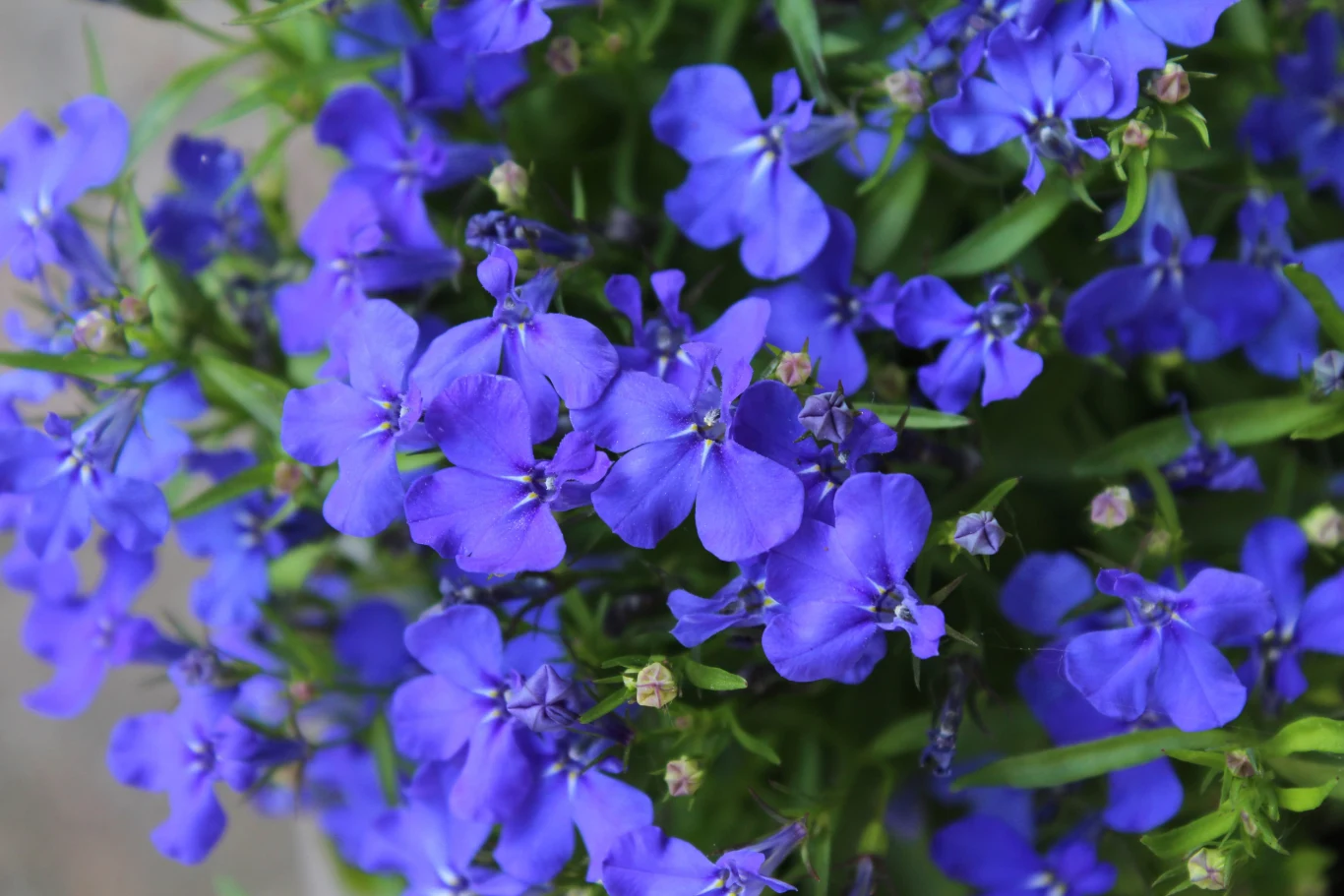 W czasie silnych upałów lobelia często słabnie W czasie silnych upałów lobelia często słabnie