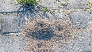 Dwa składniki i po kłopocie. Zapomnisz o mrówkach w domu i ogrodzie